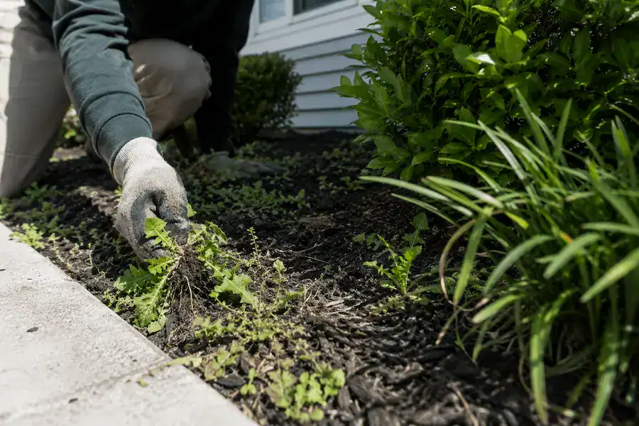 Weed removal and garden bed cleanup