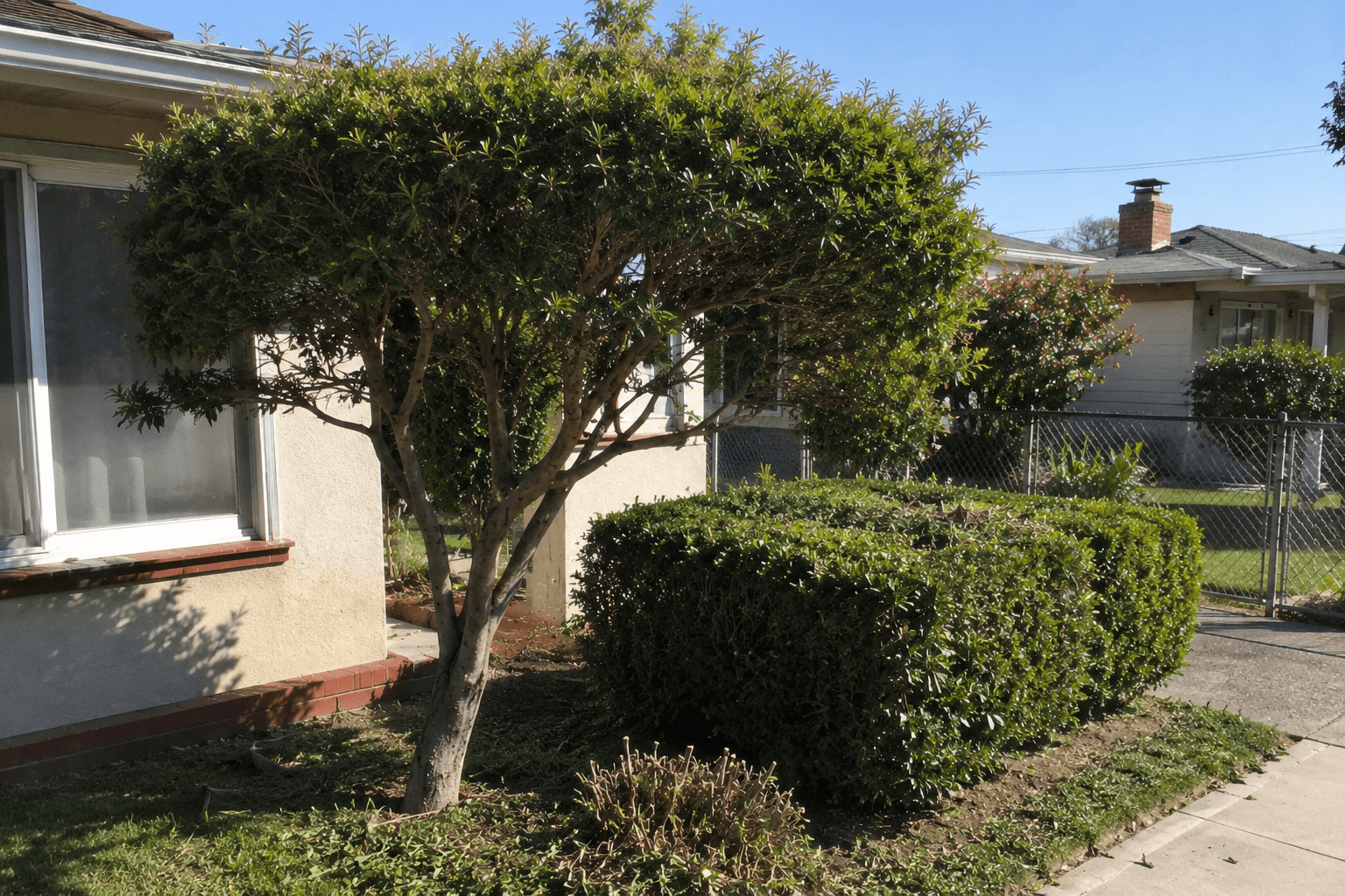 Tree trimming and pruning in Oakland, CA