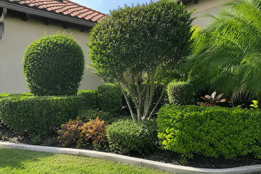 Trimming and pruning landscape maintenance