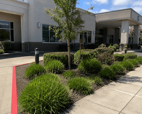 Healthcare facility with professionally maintained commercial landscaping in Oakland, CA featuring shrubs, trees, and clean walkways.